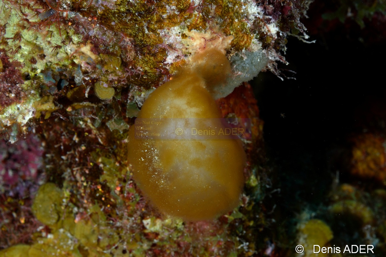 Symploca hydnoides algue cyanobaterie ponpon Bonaire 1000steps-26m-20180222-Denis-ADER-DSC_7470_tn.jpg